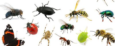 ​昆虫有哪些特点和名字图片介绍 昆虫有哪些特点和名字图片简笔画