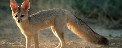 ​狐狸毛掉毛严重怎么办 狐狸毛掉毛是正常现象吗