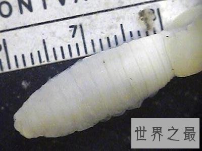 全球十大活化石物种