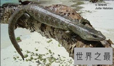 全球十大活化石物种