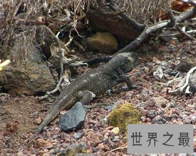 全球十大活化石物种