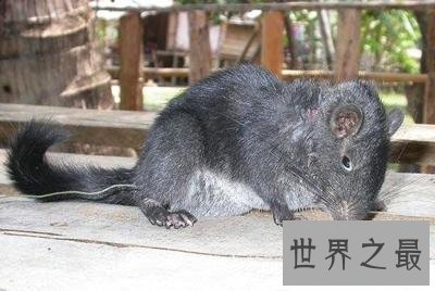 全球十大活化石物种