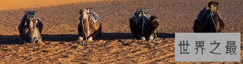世界十大沙漠排名,荒无人烟中带有一丝绿意