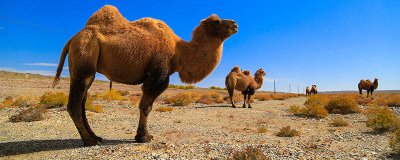 ​羊驼到底是羊还是骆驼 羊驼是骆驼么