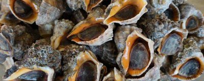 ​海螺里面紫了还能吃吗 海螺煮完有紫色的东西能吃么