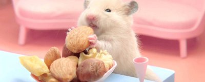 ​老鼠有几个脚趾 老鼠前脚有几个爪子