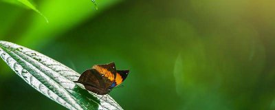 ​枯叶蝴蝶的描写表达了哪些意思，枯叶蝴蝶的短文