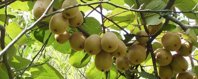 ​猕猴桃能放冰箱保鲜吗多久 猕猴桃能放冰箱保鲜吗冬天