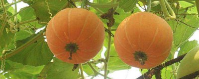 ​南瓜能和土豆一起吃吗会中毒吗 南瓜可以与土豆一起吃吗