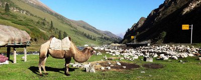 ​荷兰兔怎么洗澡 荷兰兔能不能洗澡