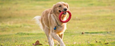 ​狗狗能不能吃太多膨化食品 狗能吃膨化食品吗有毒吗