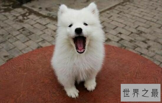 世界上最贵的狗，第一名意想不到。