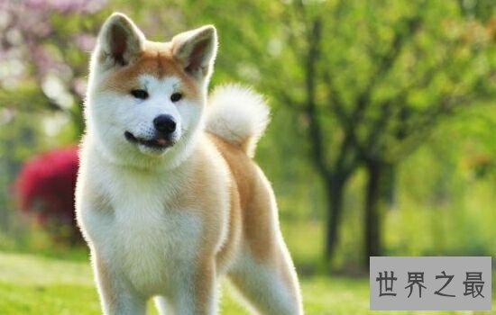 世界上最贵的狗，第一名意想不到。