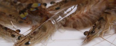 ​刚死没多久的基围虾能吃吗 基围虾死了多久就不能吃了