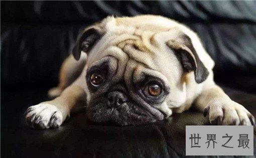 世界最萌的狗排行榜，世界上最可爱的狗排名