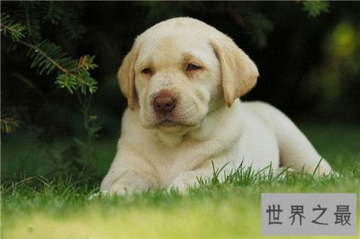 ​世界最萌的狗排行榜，世界上最可爱的狗排名