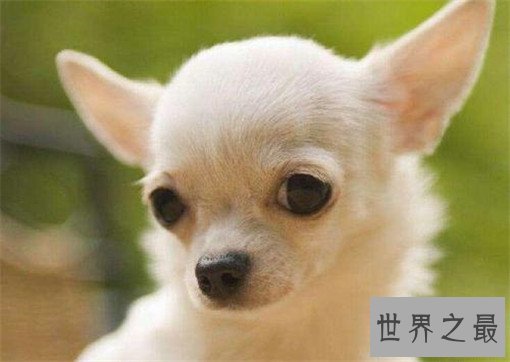 世界最萌的狗排行榜，世界上最可爱的狗排名