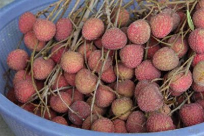 ​荔枝吃多会低血糖吗女性 荔枝吃多了会导致低血糖这种说法对吗