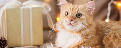 ​猫绝育后多久可以洗澡 猫绝育以后几天可以洗澡