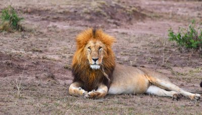 ​当仁不让指的是什么动物 当仁不让的动物是什么生肖?