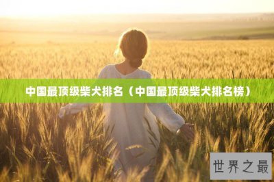 ​中国最顶级柴犬排名（中国最顶级柴犬排名榜）