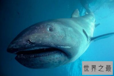 ​全球10大最可怕的鲨鱼排行榜，它锋利的牙齿将猎物粉碎！