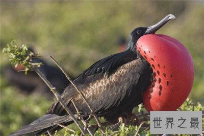 ​世界十大最聪明的动物小偷，军舰鸟可以说是小偷中的流氓
