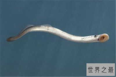 ​世界十大恐怖动物排名，淡水中的鲨鱼（虎鱼）竟然如此强悍！
