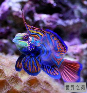 ​色彩鲜艳的十大水生动物，五彩青蛙最为艳丽