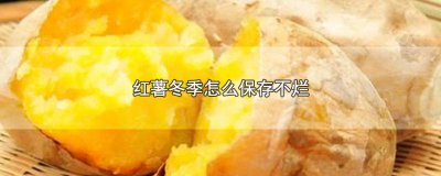 ​红薯过冬怎么保存不烂皮 红薯过冬怎么保存不烂根