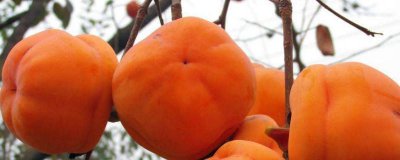 ​黄瓜和柿子可以一起吃吗? 柿子能跟黄瓜一起吃吗