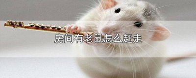 ​房间有老鼠怎么赶走 怎么把房间的老鼠赶走