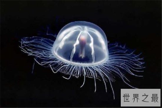世界十大最危险的动物，短短数秒之内取走一个成年人的性命