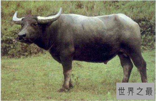 世界十大最危险的动物，短短数秒之内取走一个成年人的性命