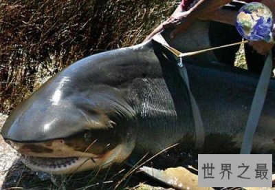 ​世界十大最凶猛淡水鱼排行榜，闻风丧胆食人鱼只排第二