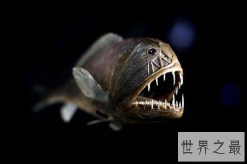 世界十大最凶猛淡水鱼排行榜，闻风丧胆食人鱼只排第二