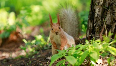 ​松鼠是国家几级保护动物图片 松鼠是我国几级保护动物