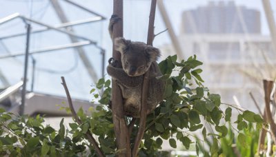​十二生肖最懒是什么动物 十二生肖最懒的动物