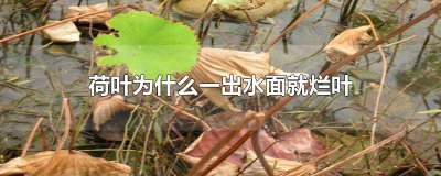 ​荷叶为什么一出水面就烂叶 荷叶为什么会在水面烂