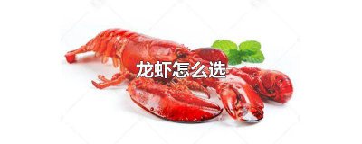 ​龙虾应该怎么选 龙虾怎么选好的