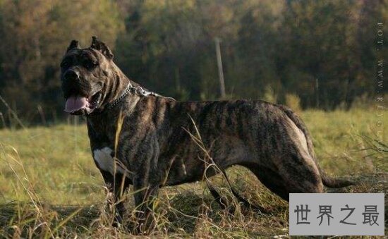 世界十大猛犬排名,第一的它是公认的犬中之王