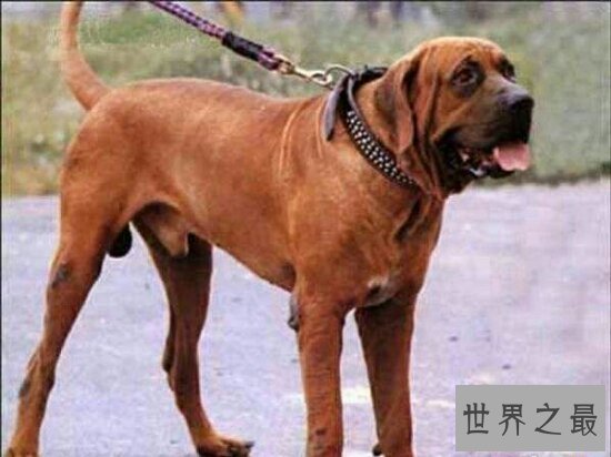 世界十大猛犬排名,第一的它是公认的犬中之王