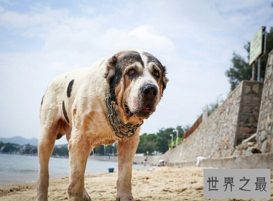 世界十大猛犬排名,第一的它是公认的犬中之王