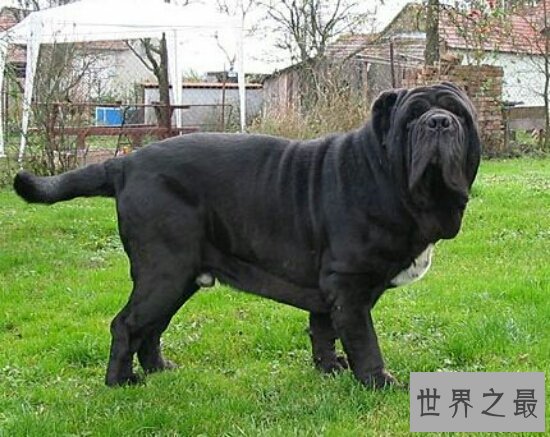 世界十大猛犬排名,第一的它是公认的犬中之王