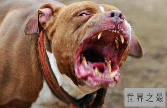 世界十大猛犬排名,第一的它是公认的犬中之王