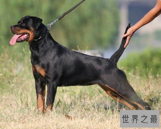 世界十大猛犬排名,第一的它是公认的犬中之王