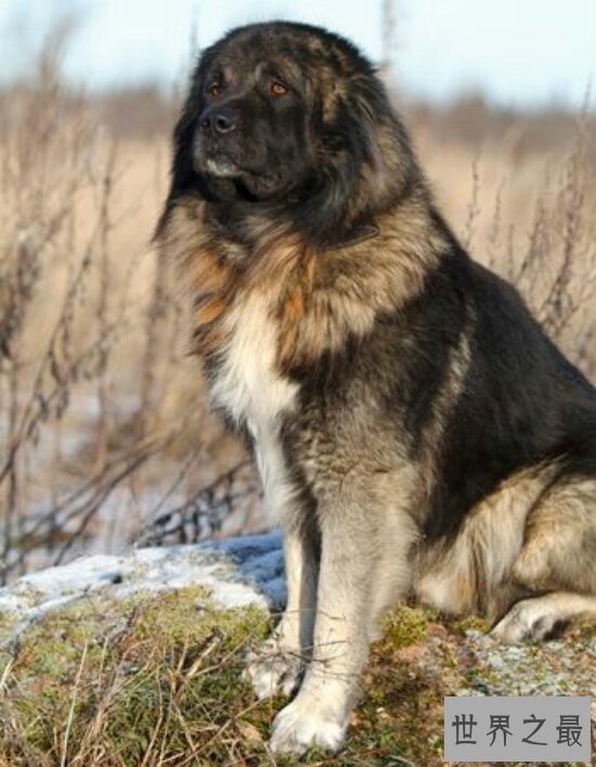 世界十大猛犬排名,第一的它是公认的犬中之王
