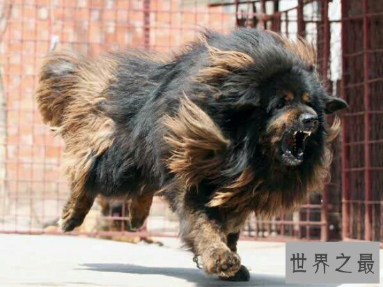 世界十大猛犬排名,第一的它是公认的犬中之王