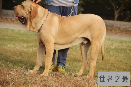 世界十大猛犬排名,第一的它是公认的犬中之王