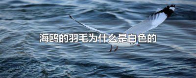 ​想想海鸥的羽毛为什么是白色的 白色像海鸥的是什么鸟